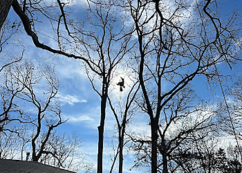 Tree Smith Ann Arbor LLC Ann Arbor Tree Services image 1