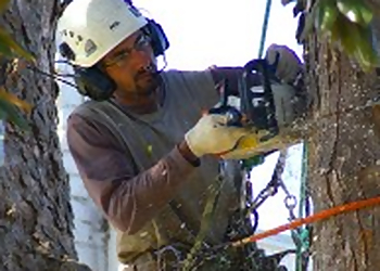 Hampton Tree Services Tree Surgeons Unlimited, Inc.