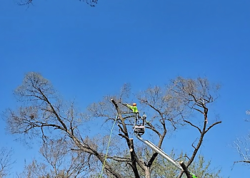 Arlington Tree Services TreeTop Tree Service