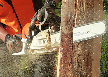 Arlington Tree Services TreeTop Tree Service