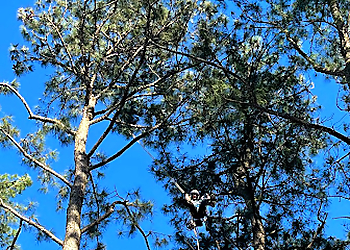 Chesapeake Tree Services Tree Tops Tree Service