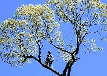 Tree Tops Tree Service Chesapeake Tree Services image 1
