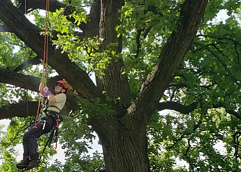 Norman Tree Services Tree Wizard