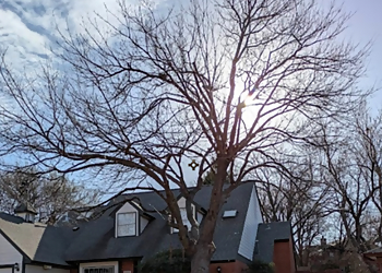 Norman Tree Services Tree Wizard