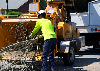 Orlando Tree Services Tree Work Now Inc.