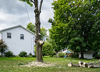 Sterling Heights Tree Services Treemendous Tree Care LLC