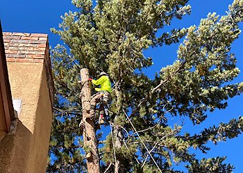 Albuquerque Tree Services Treepros, LLC