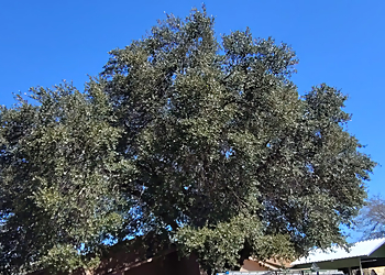 Laredo Tree Services Trees & Palm Tree Service