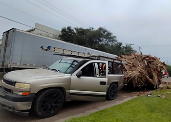Laredo Tree Services Trees & Palm Tree Service