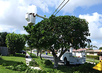 Pompano Beach Tree Services Trees With Leaves Inc.