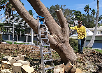 Pompano Beach Tree Services Trees With Leaves Inc.
