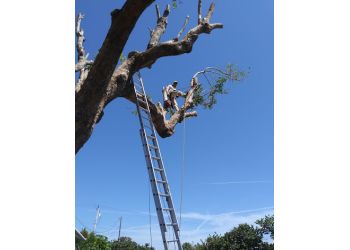Trees With Leaves Inc Pompano Beach Tree Services