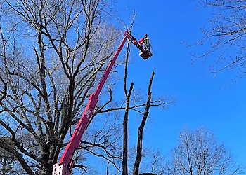 Trim Pro Tree & Landscaping - High Point, NC Tree Services - Project Image