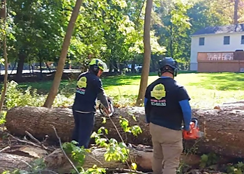 Paterson Tree Services Triple AAA Tree's Landscaping