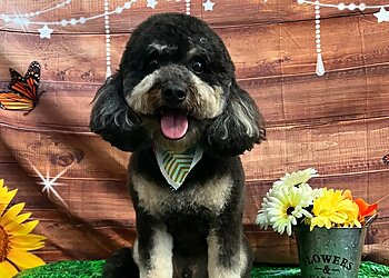 Chicago Pet Grooming Trophy Paws Pet Grooming