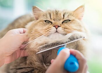 Trophy Paws Pet Grooming Chicago Pet Grooming image 1
