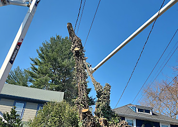 Hartford Tree Services Trout Brook Arborists