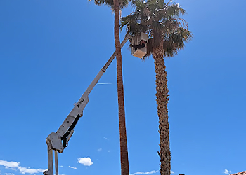North Las Vegas Tree Services Troys tree service LLC