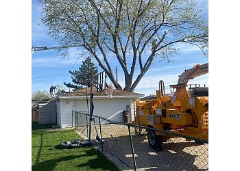 Sterling Heights Tree Services Trspros LLC Stump grinding & Tree service