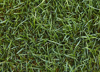 Jacksonville Lawn Care Services TruGreen Lawn Care