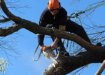 Gainesville Tree Services True Cut Tree Service, Inc.