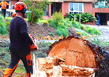 True Cut Tree Service, Inc. Gainesville Tree Services image 1