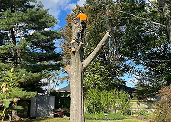 Springfield Tree Services Trufast Tree Service, LLC