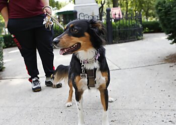 Jersey City Dog Walkers Trusty Tails Pet Care