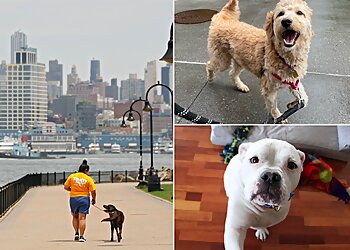 Jersey City Dog Walkers Trusty Tails Pet Care