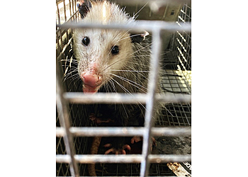 Jacksonville Animal Removal Trutech Wildlife Service