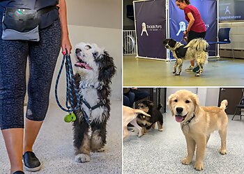 Chicago Dog Training Tucker Pup's Pet Resort