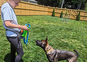 Richmond Dog Walkers Tuckered Out Dog Walking