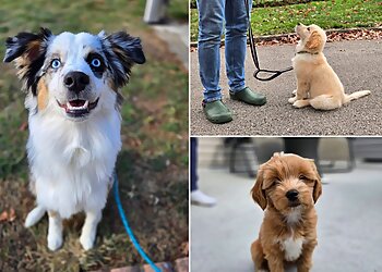 Philadelphia Dog Training Tuff Pup Training