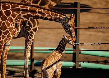 Tulsa Places To See Tulsa Zoo