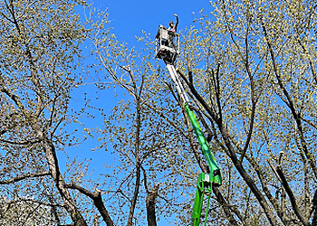 Sterling Heights Tree Services Turbo Tree Care