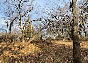 Sterling Heights Tree Services Turbo Tree Care