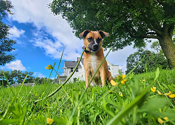 Turning Point Dog Training - Cleveland, OH Dog Training - Service Image