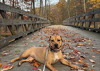 Turning Point Dog Training - Cleveland, OH Dog Training - Service Highlights