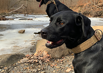 Turning Point Dog Training Turning Point Dog Training - Cleveland, OH Dog Training - Work Image
