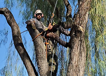Glendale Tree Services Twilight Tree And Landscape Services