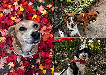 St Paul Dog Walkers Twin Cities Pets