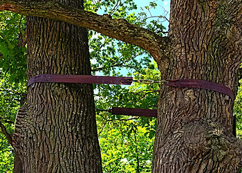 Carrollton Tree Services Twin Oak Solutions