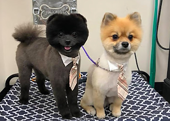 Peoria Pet Grooming Twin Tails Cageless Grooming
