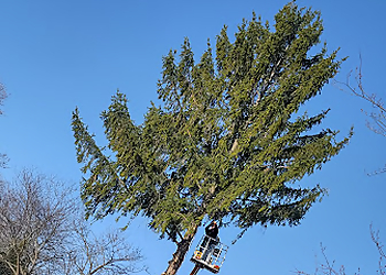 Lansing Tree Services Two Rivers Tree Service