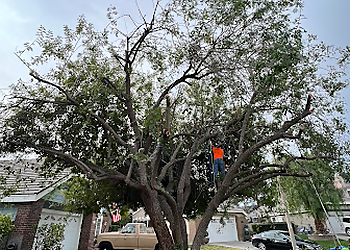 Palmdale Tree Services UFO Tree Trimming