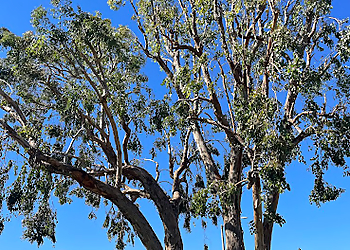 Palmdale Tree Services UFO Tree Trimming
