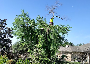Carrollton Tree Services U.S. Tree Care