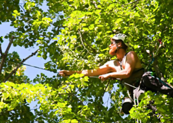 U.S. Tree Care  Carrollton Tree Services image 1