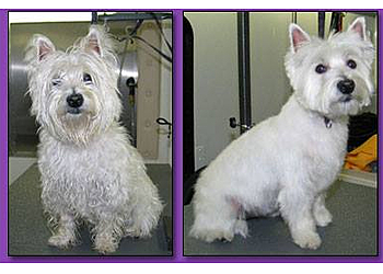 Santa Clarita Pet Grooming U-Wash Doggie