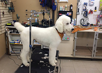 Santa Clarita Pet Grooming U-Wash Doggie